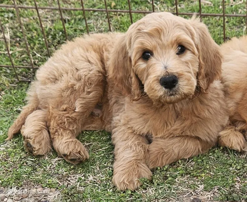 Bentley, a male Goldendoodle for sale in Denton, TX – Photo 1 of 1