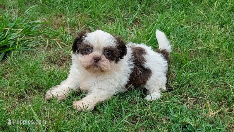 Becky – Shih Tzu puppy for sale in Denton, TX