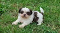 Becky, a female Shih Tzu for sale in Denton, TX – 1 of 1