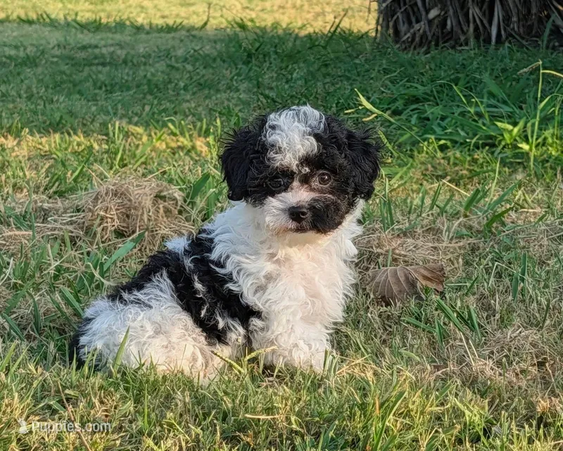 Faith – Maltipoo puppy for sale in Denton, TX