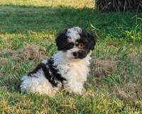 Faith, a female Maltipoo for sale in Denton, TX – 1 of 1