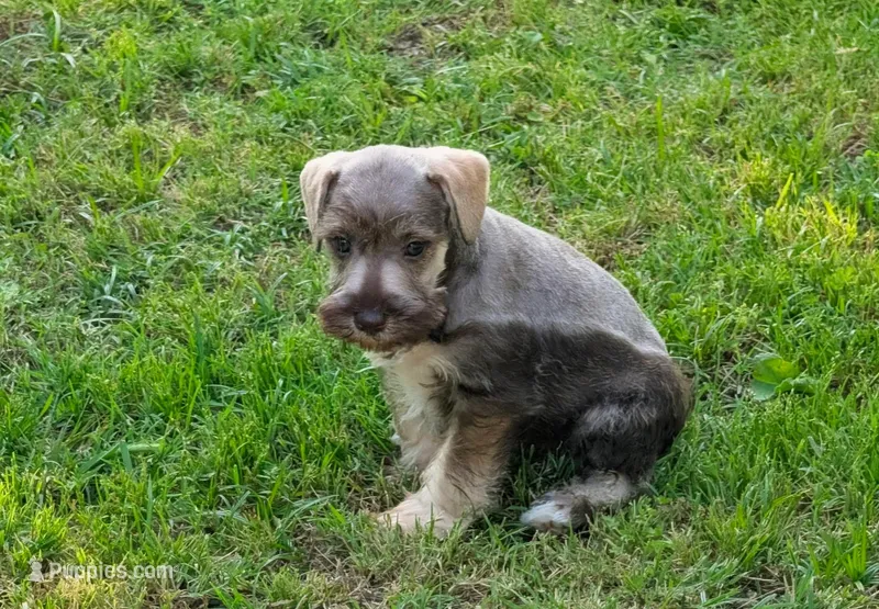 Mikey – Miniature Schnauzer puppy for sale in Denton, TX