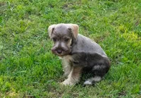 Misty, a female Miniature Schnauzer for sale in Denton, TX – 1 of 1