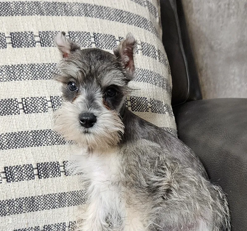 Tate – Miniature Schnauzer puppy for sale in Denton, TX