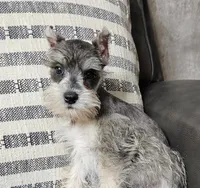 Tate, a male Miniature Schnauzer for sale in Denton, TX – 1 of 1