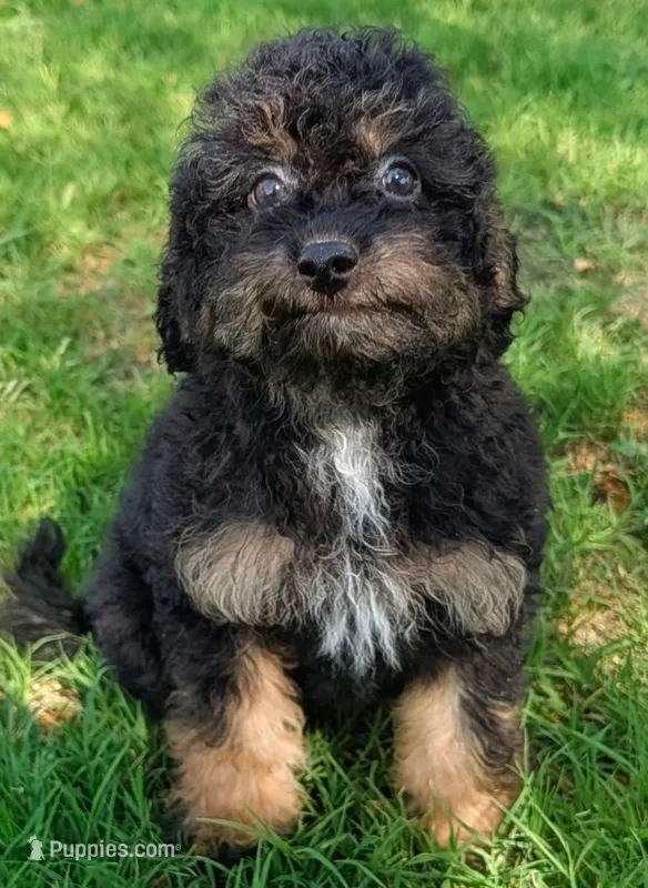 Cloe  – Maltipoo puppy for sale in Denton, TX