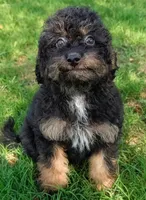 Cloe , a female Maltipoo for sale in Denton, TX – 1 of 1
