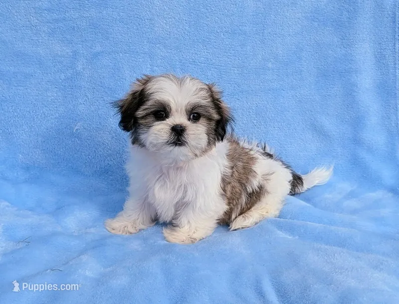 Pete – Shih Tzu puppy for sale in Denton, TX