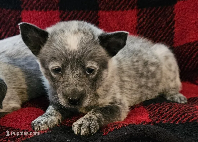 Bella – Australian Cattle Dog puppy for sale in Denton, TX