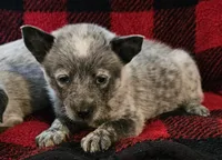 Bella, a female Australian Cattle Dog for sale in Denton, TX – 1 of 1