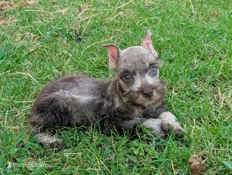Joy – Miniature Schnauzer puppy for sale in Denton, TX