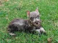 Joy, a female Miniature Schnauzer for sale in Denton, TX – 1 of 1