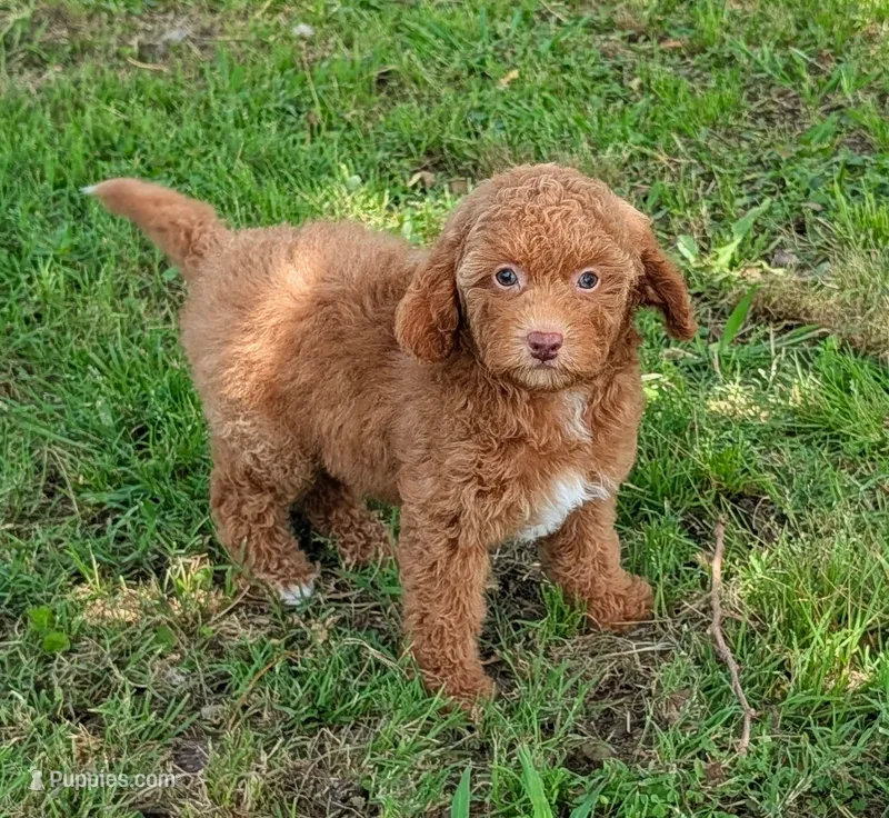 Foxy – Goldendoodle puppy for sale in Denton, TX