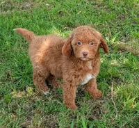 Foxy, a female Goldendoodle for sale in Denton, TX – 1 of 1
