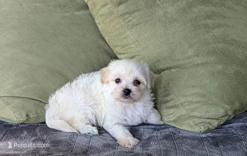 Lucas – Maltipoo puppy for sale in Denton, TX