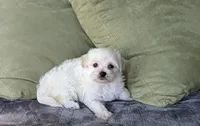Lucas, a male Maltipoo for sale in Denton, TX – 1 of 1