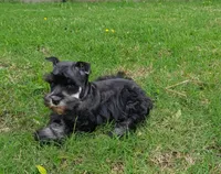 Toy Bobby, a male Miniature Schnauzer for sale in Denton, TX – 1 of 1