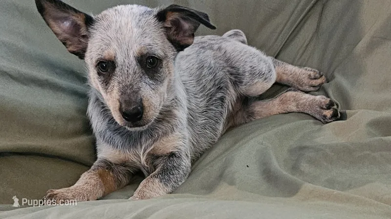 Rosie – Australian Cattle Dog puppy for sale in Denton, TX