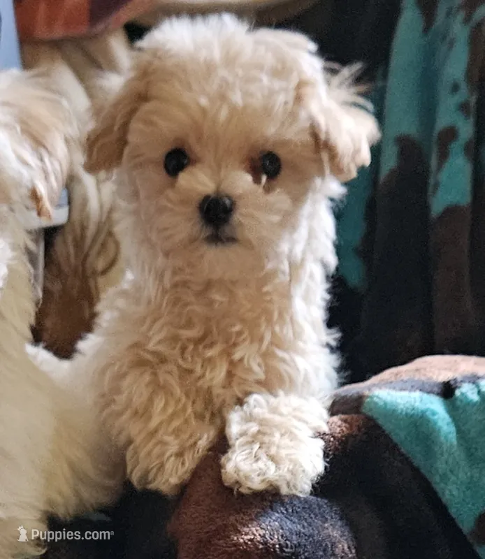 Jimmy – Maltipoo puppy for sale in Denton, TX