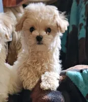 Jimmy, a male Maltipoo for sale in Denton, TX – 1 of 1