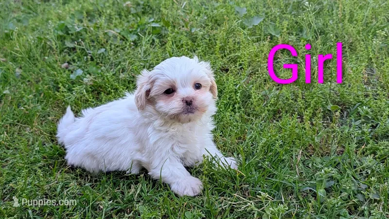 Daisy – Shih Tzu puppy for sale in Denton, TX