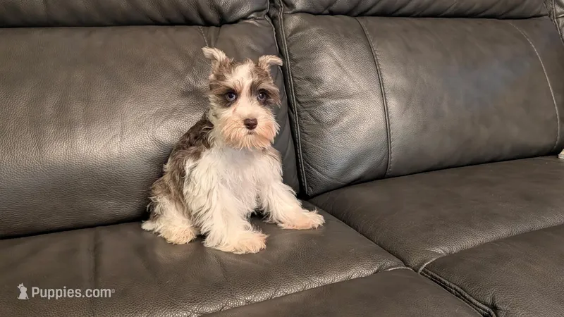 Jade – Miniature Schnauzer puppy for sale in Denton, TX