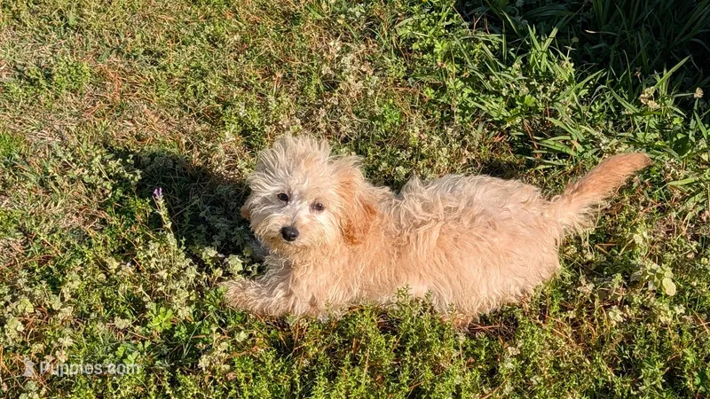 Oscar – Maltipoo puppy for sale in Denton, TX