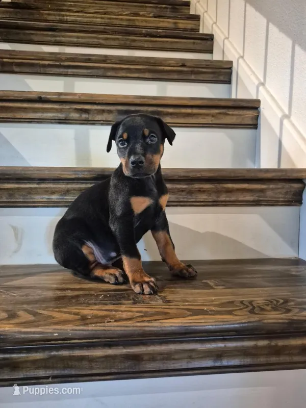 AKC Male #2 – Doberman Pinscher puppy for sale in Denton, TX