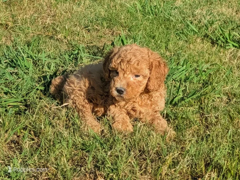 Mini Lonny – Miniature Goldendoodle puppy for sale in Denton, TX