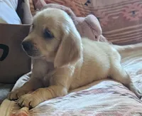 F1 Jaxson, a male Goldendoodle for sale in Denton, TX – 1 of 1