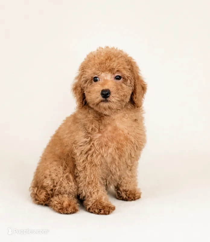 Mini Roxy – Miniature Goldendoodle puppy for sale in Denton, TX