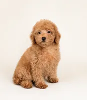 Mini Roxy, a female Miniature Goldendoodle for sale in Denton, TX – 1 of 1