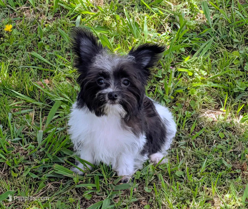 Pixy – Morkie puppy for sale in Denton, TX