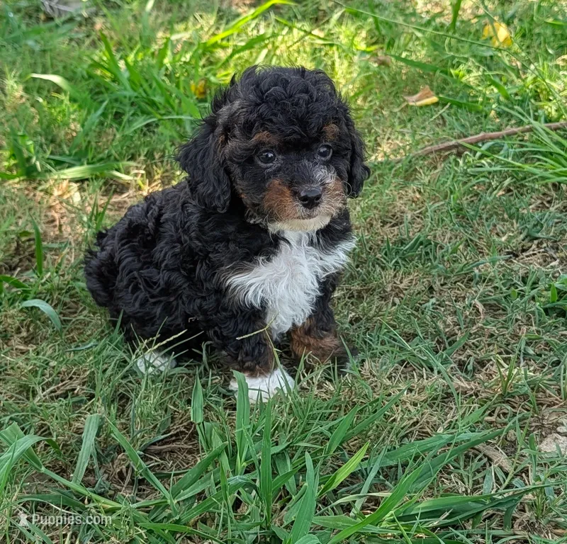 Poppy – Maltipoo puppy for sale in Denton, TX