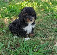 Poppy, a male Maltipoo for sale in Denton, TX – 1 of 1