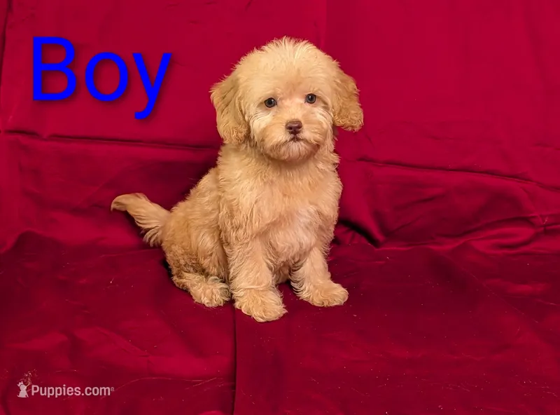 Toy Andy – Goldendoodle puppy for sale in Denton, TX