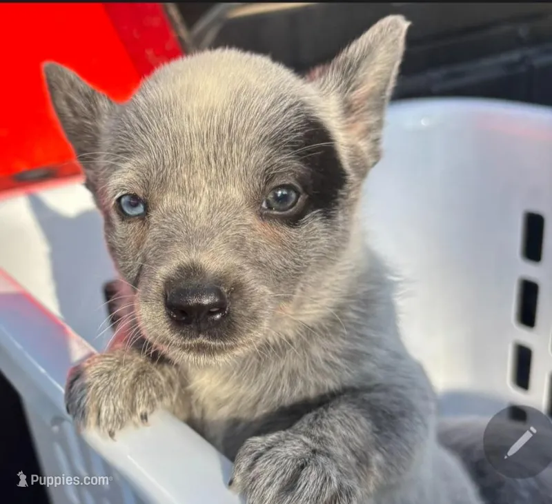 Amy – Australian Cattle Dog puppy for sale in Denton, TX