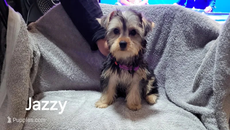 Jazzy  – Yorkshire Terrier puppy for sale in San Diego, CA