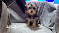 Jazzy , a female Yorkshire Terrier for sale in San Diego, CA – 1 of 3