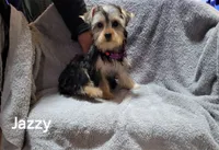 Jazzy , a female Yorkshire Terrier for sale in San Diego, CA – 2 of 3