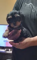 Lil Bit, a female Yorkshire Terrier for sale in San Diego, CA – 3 of 3
