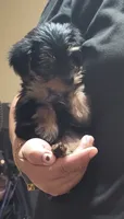 Lil Bit, a female Yorkshire Terrier for sale in San Diego, CA – 2 of 3