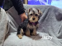Jazzy , a female Yorkshire Terrier for sale in San Diego, CA – 3 of 3