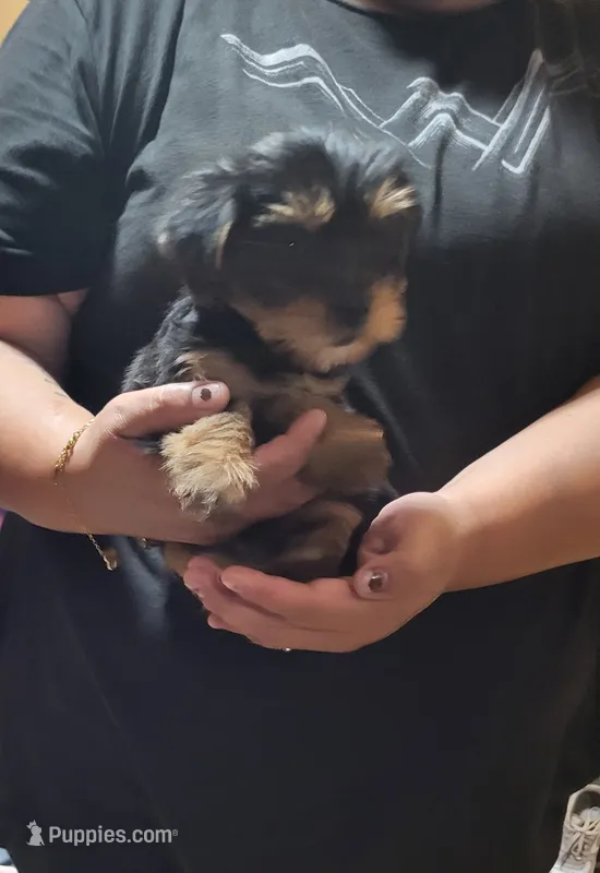 Lil Bit – Yorkshire Terrier puppy for sale in San Diego, CA