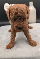 Cal 🤍, a male Poodle - Miniature  for sale in Meta, MO – 8 of 10