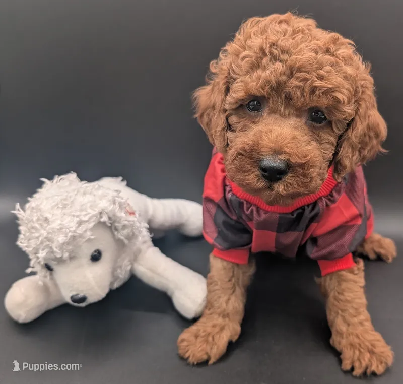 Woody 🤎 – Poodle - Miniature  puppy for sale in Meta, MO