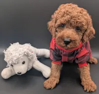 Woody 🤎, a male Poodle - Miniature  for sale in Meta, MO – 1 of 10