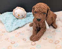 Buzz 🤍, a male Poodle - Miniature  for sale in Meta, MO – 2 of 10