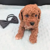 Snoopy 🖤, a male Poodle - Miniature  for sale in Meta, MO – 8 of 10