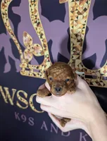 Spike 🤍, a male Poodle - Miniature  for sale in Meta, MO – 5 of 10